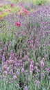 Sweet Lavender Field