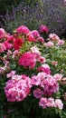 Pygmy Roses