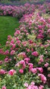 Pygmy Rose And Lavender Blooms