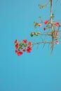 flowers of bougainvillea against blue sky abstract natural background concept. floral wild nature image