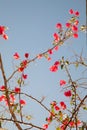 flowers of bougainvillea against blue sky abstract natural background concept. floral wild nature image