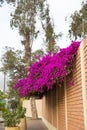 Flowers bougainvillea in Lima, Peru