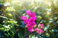 Flowers bougainvillea in parkland