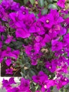 Bougainvillea