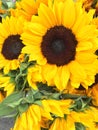 Happy sunflowers at the farmers market Royalty Free Stock Photo