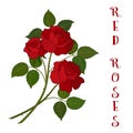 Flowers Bouquet, Red Roses Royalty Free Stock Photo