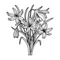 Flowers bouquet of snowdrops. Vector stock illustration eps10. Isolate on white background, outline, hand drawing.