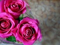 Flowers. Three roses. Royalty Free Stock Photo