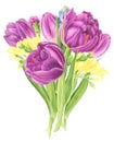 Flowers bouquet with tulips, freesia and hyacinths, watercolor painting. Royalty Free Stock Photo