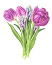 Flowers bouquet with tulips and hyacinths, watercolor painting. Royalty Free Stock Photo