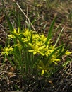 Flowers bow goose yellow buds on a green background, a spring pr