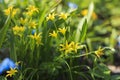 Flowers bow goose yellow buds