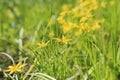 Flowers bow goose yellow buds