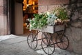 Flowers in box, mounted on iron wheels, staying as decoration of shop entrance Royalty Free Stock Photo