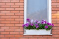 Flowers in a box on the windowsill of a residential building. A red brick house. Copy space Royalty Free Stock Photo