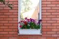 Flowers in a box on the windowsill of a residential building. A red brick house. Copy space Royalty Free Stock Photo