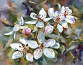 Flowers  on the branch of an apple tree. The spring bloom. Watercolor painting. Horizontal orientation Royalty Free Stock Photo