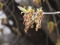 Flowers on branch ash-leaved maple, Acer negundo, macro with bokeh background, shallow DOF, selective focus