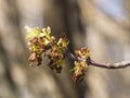 Flowers on branch ash-leaved maple, Acer negundo, macro with bokeh background, shallow DOF, selective focus
