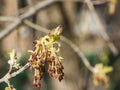 Flowers on branch ash-leaved maple, Acer negundo, macro with bokeh background, shallow DOF, selective focus