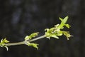 Flowers on branch ash-leaved maple, Acer negundo, macro with bokeh background, shallow DOF, selective focus