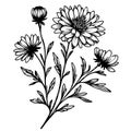 Flowers branch of aster, Hand drawn aster flower vector illustration Vintage design elements aster bouquet Royalty Free Stock Photo