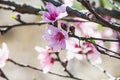 Flowers branch pink blossoms Royalty Free Stock Photo