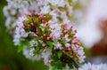 Flowers on a branch in the spring, apple tree Royalty Free Stock Photo