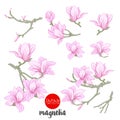 Magnolia flowers on branch. Stock line vector illustration botanic flower Royalty Free Stock Photo