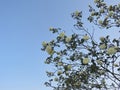 Flowers on a branch of a white park rose Burnet Double White on background blue sky Royalty Free Stock Photo