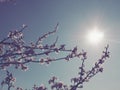 Flowers on the branches against the background of the sky and the sun. Retro style. Beautiful pink flowers and buds. Cherry, apple Royalty Free Stock Photo