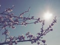 Flowers on the branches against the background of the sky and the sun. Retro style. Beautiful pink flowers and buds. Cherry, apple Royalty Free Stock Photo