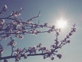 Flowers on the branches against the background of the sky and the sun. Retro style. Beautiful pink flowers and buds. Cherry, apple Royalty Free Stock Photo