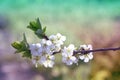 Flowers on the branches of a tree cherry spring. blossoming bran Royalty Free Stock Photo