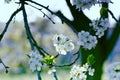 Flowers on the branches of a tree cherry spring. blossoming bran Royalty Free Stock Photo