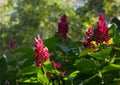 Flowers of Brazilian Red Cloak (Megaskepasma erythrochlamys)