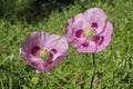 Flowers of breadseed poppy