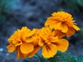 Flowers of bright orange marigolds close-up (Tagetes) Royalty Free Stock Photo