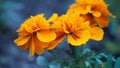 Flowers of bright orange marigolds close-up (Tagetes) Royalty Free Stock Photo