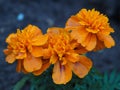Flowers of bright orange marigolds close-up (Tagetes) Royalty Free Stock Photo