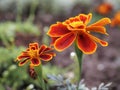 Flowers of bright orange-yellow marigolds close-up (Tagetes). Leningrad region, Royalty Free Stock Photo