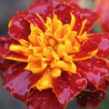 Flowers of bright orange-yellow marigolds close-up (Tagetes). Leningrad region, Royalty Free Stock Photo