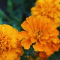 Flowers of bright orange-yellow marigolds close-up (Tagetes). Leningrad region Royalty Free Stock Photo