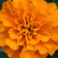 Flowers of bright orange-yellow marigolds close-up (Tagetes). Leningrad region Royalty Free Stock Photo