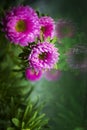 Flowers are bright pink asters with the reflection in the window Royalty Free Stock Photo