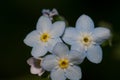 Flowers of broadleaf forget-me-not.