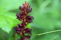 Flowers of the broomrape Orobanche gracilis