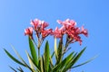 Flowers on brue sky background