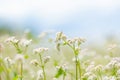 Flowers of buckwheat in a field