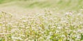 Flowers of buckwheat in a field. Field of buckwheat in summer day